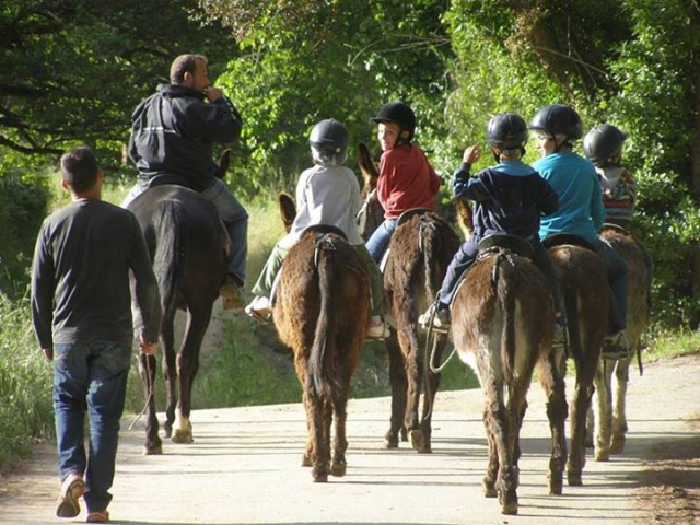  balade avec des ânes 